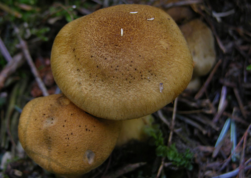 Leprocybe da determinare;Cortinarius cotoneus?